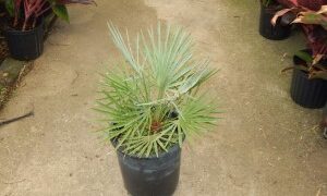 CHAMAEROPS CERIFERA NATIVE TO MOROCCO THE SEMI-DWARF “BLUE MED FAN”