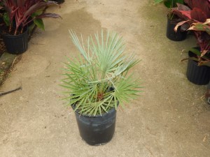 CHAMAEROPS CERIFERA NATIVE TO MOROCCO THE SEMI-DWARF “BLUE MED FAN”