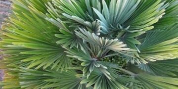 CHAMAEROPS HUMILIS VULCANO SUPER DWARF & COLD HARDY FAN PALM