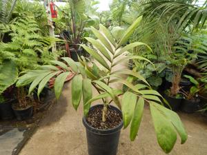 CHAMBEYRONIA HOOKERI THE BLONDE FLAME THROWER PALM