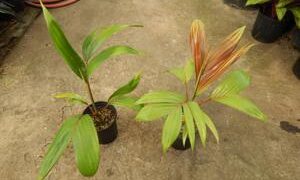 CHAMBEYRONIA HOOKERI THE BLONDE FLAME THROWER PALM