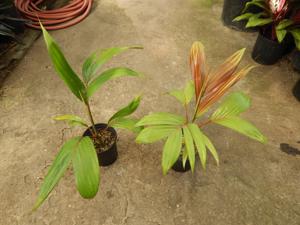 CHAMBEYRONIA HOOKERI THE BLONDE FLAME THROWER PALM