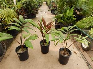 CHAMBEYRONIA HOOKERI THE BLONDE FLAMETHROWER PALM