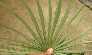 COCCOTHRINAX ARGENTEA MEDIUM SIZED FAN PALM