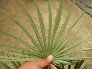 COCCOTHRINAX ARGENTEA MEDIUM SIZED FAN PALM