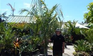 COCONUT QUEEN PALM ABSOLUTELY BEAUTIFUL WHEN MATURE NEAR IMPOSSIBLE TO FIND