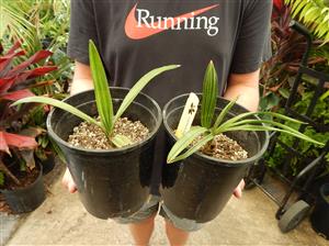 COPERNICIA HOSPITA THE BLUE CUBAN WAX PALM