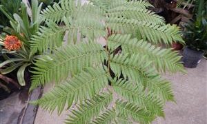 AUSTRALIAN TREE FERN CYATHEA COOPERI