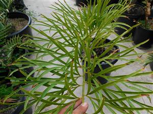 CYCAS PANZHIHUAENSIS X CYCAS DEBAOENSIS CYCAD HYBRID OF TWO RARE SPECIES