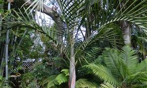 CYPHOPHOENIX ELEGANS THE ELEGANT PALM