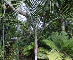 CYPHOPHOENIX ELEGANS THE ELEGANT PALM