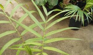 CYPHOPHOENIX ELEGANS SINGLE TRUNK MEDIUM SIZED PALM FROM NEW CALEDONIA