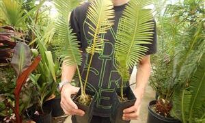 DIOON EDULE BLUE QUERETERO VARIETY