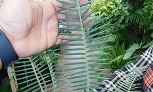 DIOON EDULE BLUE QUERETERO VARIETY