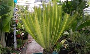 DIOON MEROLAE SLOW GROWING SMALL TO MEDIUM SIZED CYCAD