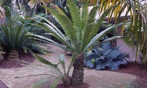 DIOON SPINULOSUM A CUSTOMER FAVORITE CYCAD