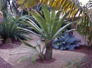 DIOON SPINULOSUM A CUSTOMER FAVORITE CYCAD