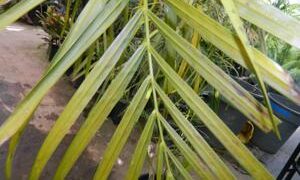DYPSIS BARONII RARE MADAGASCAR PALM