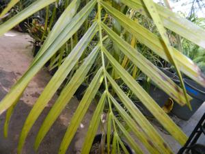 DYPSIS BARONII RARE MADAGASCAR PALM