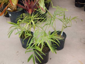 DYPSIS BARONII IDEAL RARE SUCKERING MADAGASCAR PALM