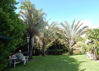 DYPSIS DECARYI THE TRIANGLE PALM