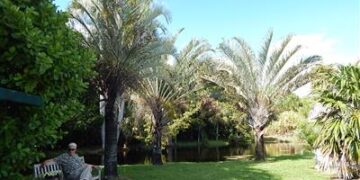 DYPSIS DECARYI THE TRIANGLE PALM