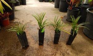 DYPSIS DECARYI THE TRIANGLE PALM