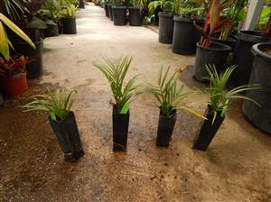 DYPSIS DECARYI THE TRIANGLE PALM