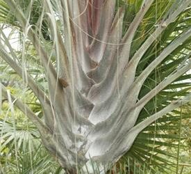 DYPSIS DECARYI THE TRIANGLE PALM