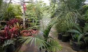 DYPSIS LEPTOCHEILOS THE TEDDY BEAR PALM