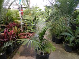 DYPSIS LEPTOCHEILOS THE TEDDY BEAR PALM
