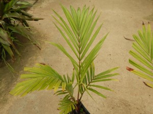 DYPSIS LEPTOCHEILOS THE TEDDY BEAR PALM