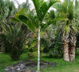 DYPSIS PEMBANA SINGLE TRUNK OR SUCKERING NATIVE TO PEMBA ISLAND