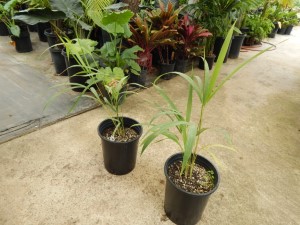 DYPSIS SAINTELUCEI SINGLE TRUNK – WHITE CROWN SHAFT NATIVE TO MADAGASCAR