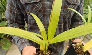 DYPSIS SPECIES “LAFAMAZANGA” LITTLE KNOWN ABOUT IT
