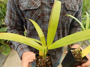 DYPSIS SPECIES “LAFAMAZANGA” LITTLE KNOWN ABOUT IT