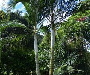 DYPSIS SPECIES BEF SINGLE TRUNK PINNATE PALM FROM MADAGASCAR