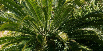 ENCEPHALARTOS ALTENSTEINII LARGER GREEN CYCAD FROM SO AFRICA