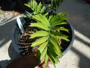 ENCEPHALARTOS ARENARIUS RARE SOUTH AFRICAN CYCAD