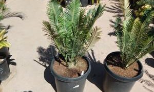 ENCEPHALARTOS CERINUS DWARF SOUTH AFRICAN SPECIES