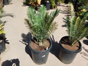 ENCEPHALARTOS CERINUS DWARF SOUTH AFRICAN SPECIES