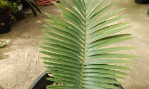 ENCEPHALARTOS CERINUS DWARF SOUTH AFRICAN SPECIES