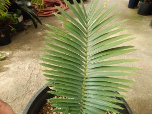 ENCEPHALARTOS CERINUS DWARF SOUTH AFRICAN SPECIES