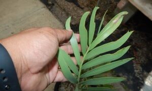ENCEPHALARTOS EUGENE-MARAISII BLUE SOUTH AFRICAN CYCAD FROM THE TRANSVAAL AREA