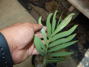 ENCEPHALARTOS EUGENE-MARAISII BLUE SOUTH AFRICAN CYCAD FROM THE TRANSVAAL AREA