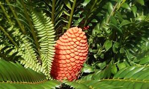 ENCEPHALARTOS FEROX SOUTH AFRICAN CYCAD