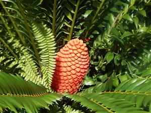 ENCEPHALARTOS FEROX SOUTH AFRICAN CYCAD