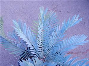 ENCEPHALARTOS LEHMANNII BLUE SOUTH AFRICAN CYCAD FOR SUN