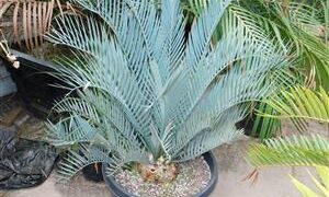 ENCEPHALARTOS LEHMANNII BLUE SOUTH AFRICAN CYCAD FOR SUN