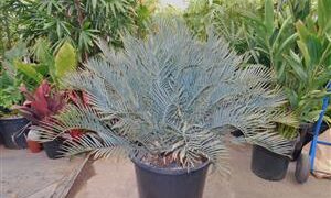ENCEPHALARTOS LEHMANNII RARE BLUE SOUTH AFRICAN CYCAD FOR FULL COASTAL SUN